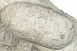 Eocene Fossil Crocodile Egg - Bouxwiller, France #293163-1
